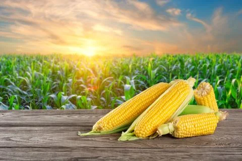 Ripe corn on table against background of cornfield Stock Photos