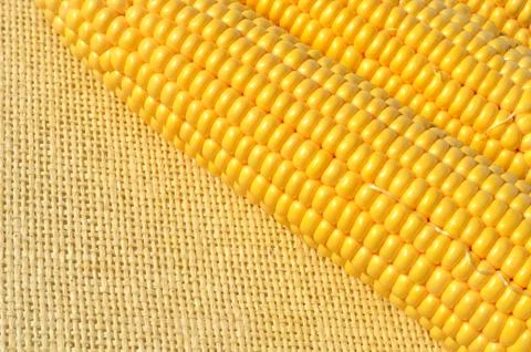 Ripe corn on the tablecloth Stock Photos