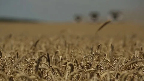 Ripe corn undulates in the breeze Stock Footage 73946155