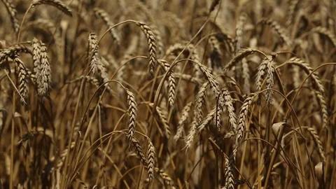 Ripe corn undulates in the breeze Stock Footage 73946235