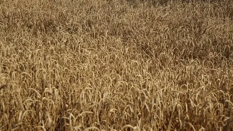 Ripe corn undulates in the breeze Stock Footage 82290417