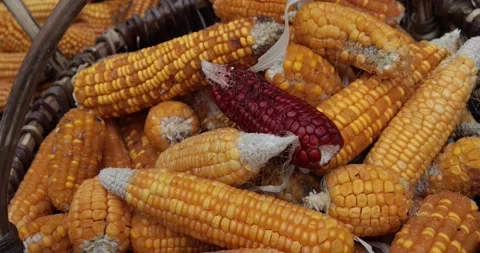 Ripe corn in a wicker basket in autumn. Stock Footage