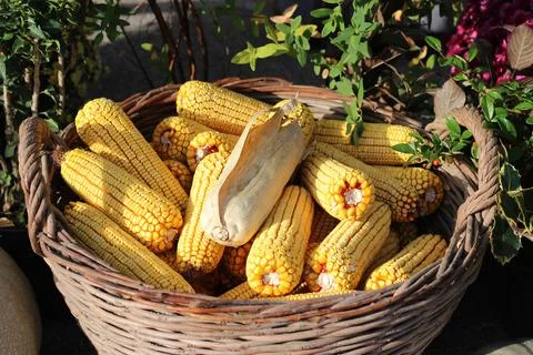 Ripe corn in a wicker basket image. Autumn fruits. Livestock food photo. Stock Photos