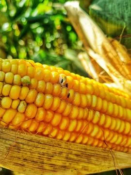 Ripe Corn with Yellow Kernels with Insects Stock Photos