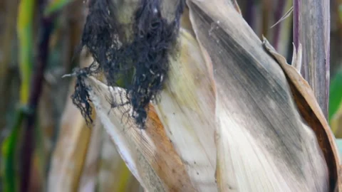 Ripe corncob at corn field Video stock 141225540