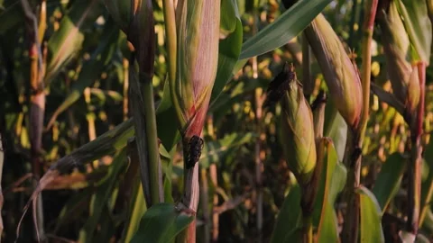 Ripe corncobs swaying in the wind close-up, illuminated by evening sun Stock Footage 162116133