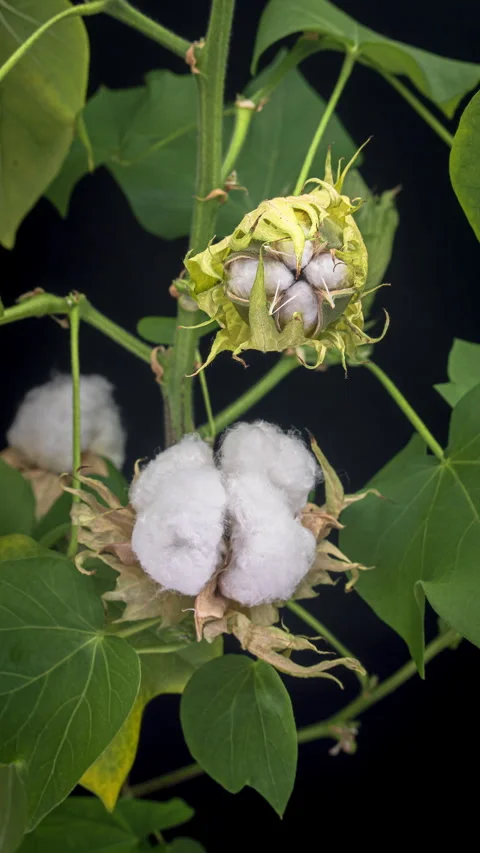 The ripe cotton boll opening and revealing fluffy cotton flower. Opened cotton Stock Footage 314461583