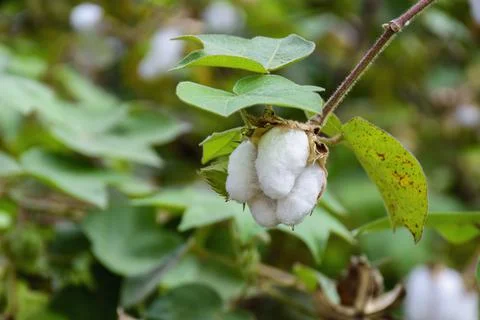 Ripe cotton plant on a branch ready to harvest in a cotton field Stock Photos
