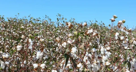 The ripe cotton wool at wind in a field Stock Footage 126282128