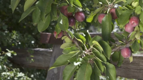 Ripe Crab Applles ready for picking Stock Footage 127331308