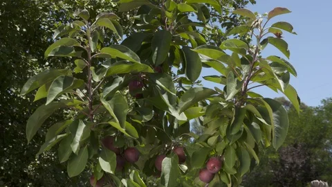 Ripe Crab Applles ready for picking Video stock 127332342