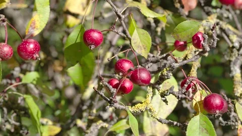 Ripe crabapple clusters on lichen covered branches swaying in soft autumn daylig Stock Footage 345676334