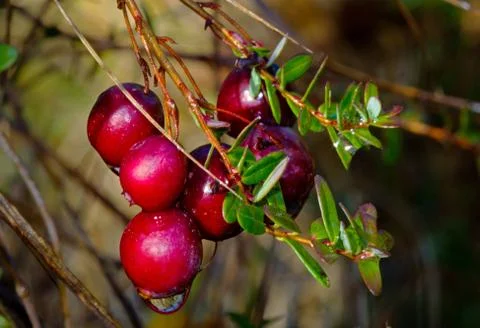 Ripe Cranberries Foto stock