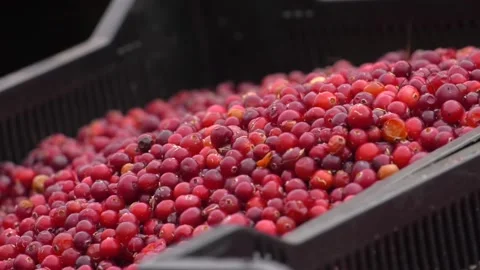 Ripe cranberries in plastic boxes stacked on top of each other. Stock Footage 223816555
