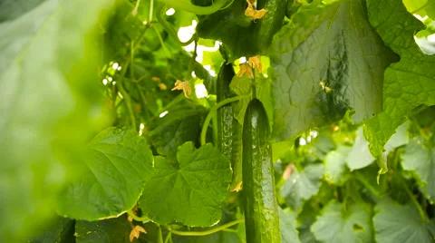 Ripe crop of cucumbers Stock Footage 62680198