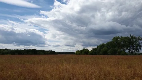 Ripe crop on the field. Vídeos de archivo 133635845