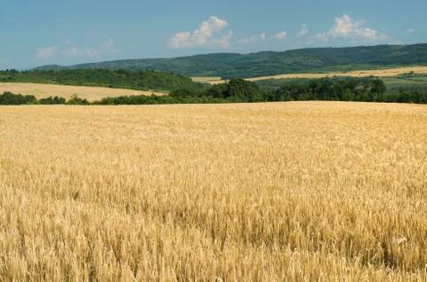 Ripe crops Stock Photos