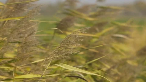 Ripe crops in the wind Slow-mo Stock Footage 69780726