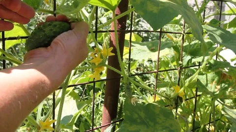 Ripe cucumber in the garden Video stock 72366563