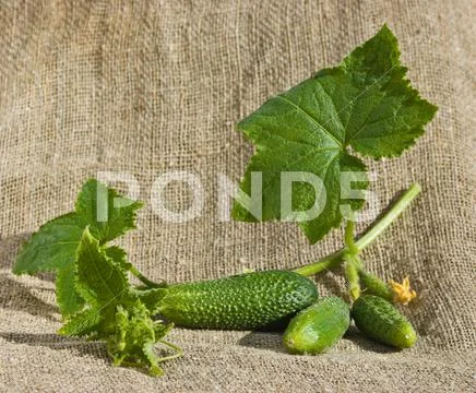 Ripe cucumber in garden Stock-Fotos
