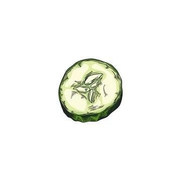 Ripe cucumber round slice vector sketch, hand drawn fresh vegetable piece with Stock Illustration