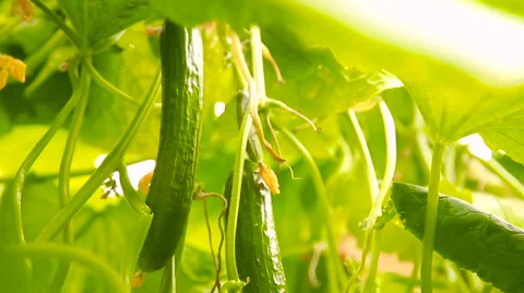 Ripe cucumbers in the garden Stock Footage 62637551