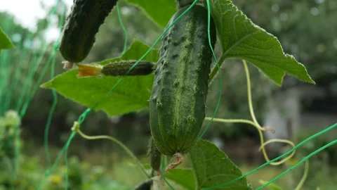 Ripe cucumbers on a grid in the garden. Growing and harvesting cucumbers. Stock Footage 314094672