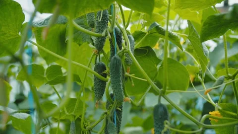 Ripe cucumbers growing on vertical trellis in greenhouse Stock Footage 313740678