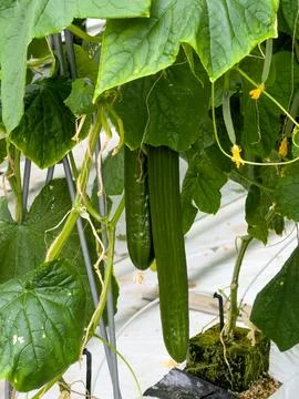 Ripe cucumbers grown on substrate Stock Photos