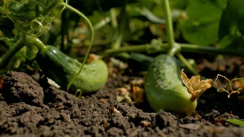 Ripe cucumbers lie on the ground in the garden. Growing cucumbers.4k Видео 111440229