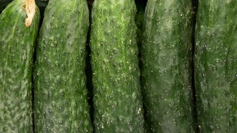 Ripe cucumbers in a row, top view. Stock Footage 137766603