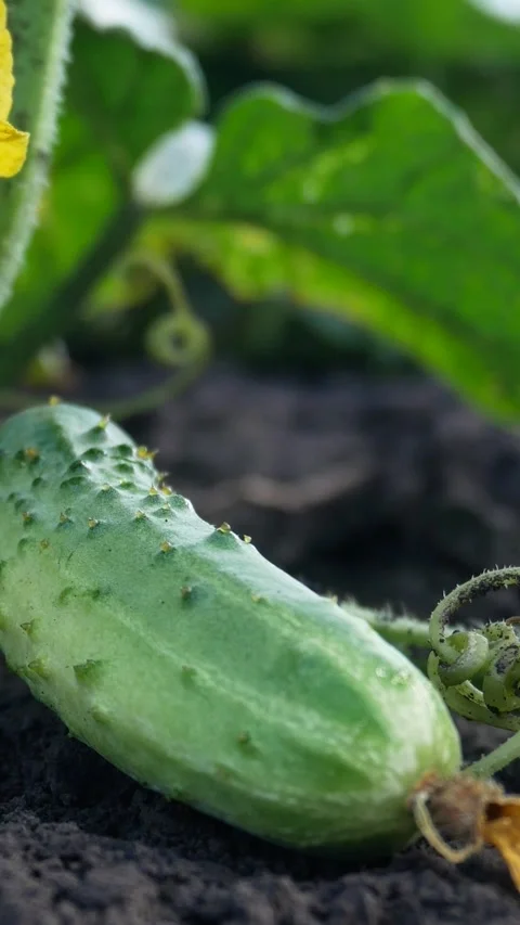 Ripe cucumbers on a stem in the garden. Stock Footage 314044445