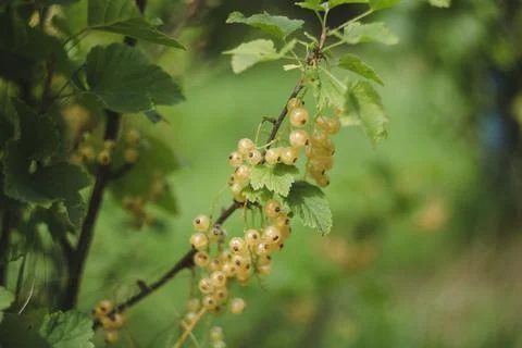 Ripe currants close-up as background. Macro shot of ripening currant berries. Stock Photos