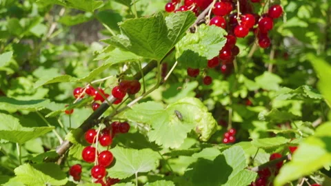 Ripe currants Stock Footage 312749038