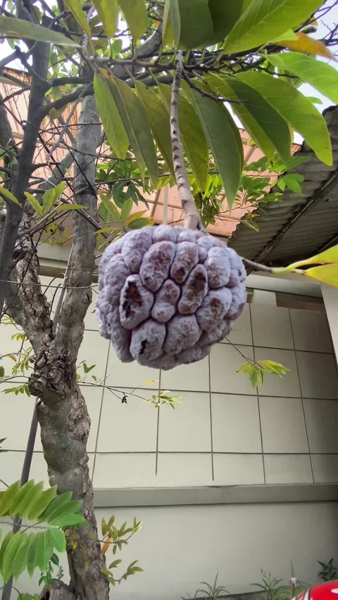 Ripe custard apple hangs from a tree branch. Stock Footage 339520730
