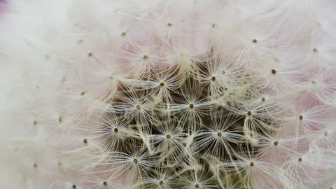 Ripe dandelion flower. Inside view. Smooth rotation Stock Footage 157852310
