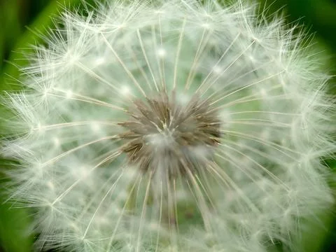 A ripe dandelion with a spherical head Stock Photos