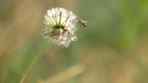 A ripe dandelion sways in the wind, a bee flies up to it. Around is green. Stock Footage 129742896