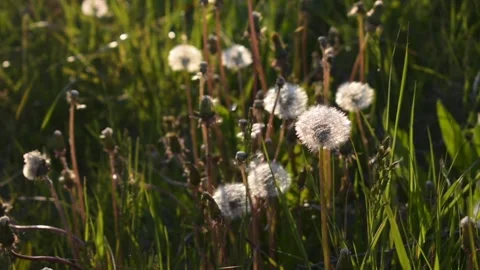 Ripe dandelions in sunlight Stock Footage 140493100