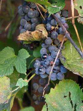 Ripe Dark Blue Grapes Hanging on Vine for Winemaking Vineyard Stock Photos