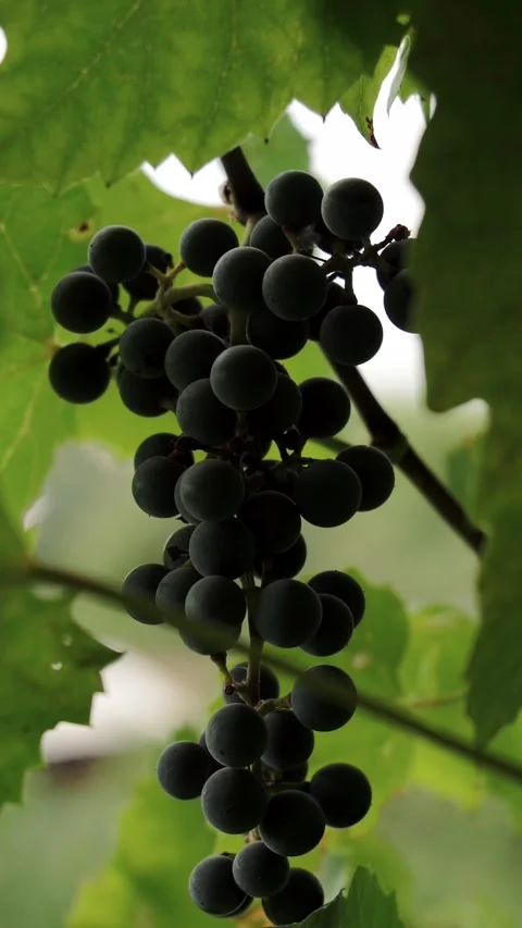 Ripe dark grape cluster hangs from green leafy vine in vineyard during winery Stock Footage 348026512