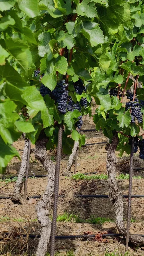 Ripe Dark Grapes in Dense Green Clusters Vertical 4K Vídeos de archivo 345162326