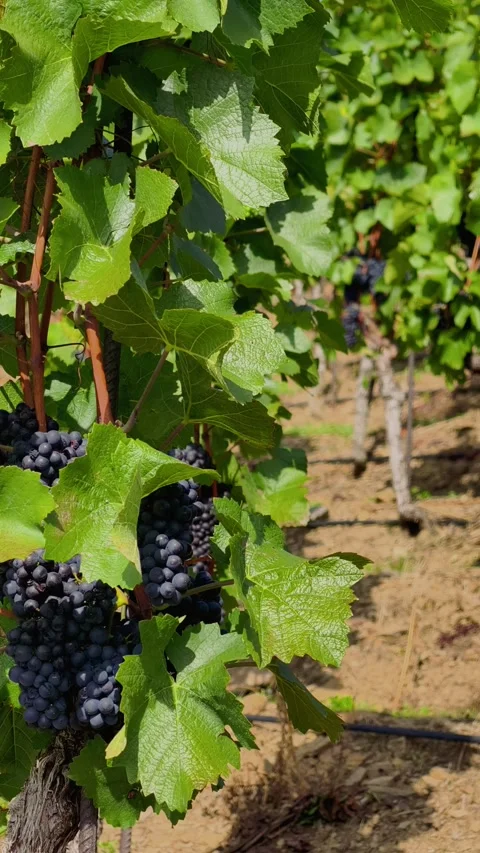 Ripe Dark Grapes in Dense Green Clusters Vertical 4K Stock Footage 345162335