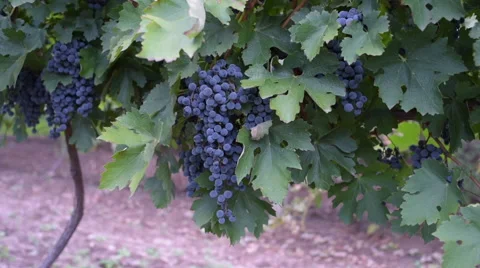 Ripe dark grapes Stock Footage 63865439