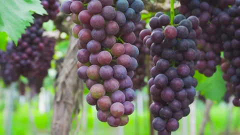 Ripe Dark Grapes Hanging in Clusters on Sunlit Vineyard Vines at Harvest Stock Footage 341915233
