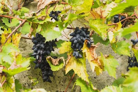 Ripe dark Philipp grape clusters growing on vineyard vines. Natural agricultu 库存照片