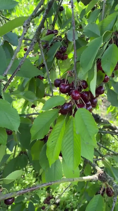 Ripe Dark Red Cherries on Tree Branch 库存影片 340870002