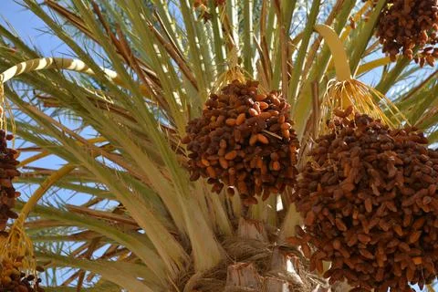 Ripe Date Clusters on Palm Tree Fotos de archivo