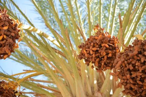 Ripe Date Clusters on Palm Tree Stock Photos
