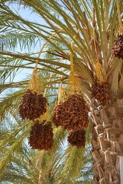 Ripe Date Clusters on Palm Tree Stockfoto's